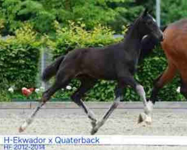 Pferd H-Equato K (Deutsches Sportpferd, 2012, von Ekwador)