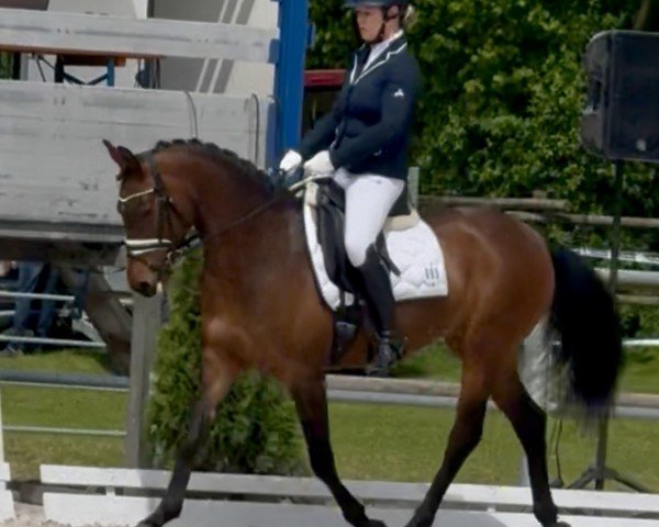 dressage horse RM D-Luxe (German Riding Pony, 2018, from D-Power AT)