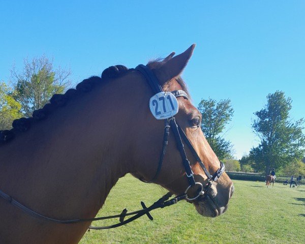dressage horse Moritz (Lewitzer, 2013, from Mondprinz)