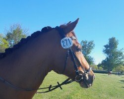 dressage horse Moritz (Lewitzer, 2013, from Mondprinz)