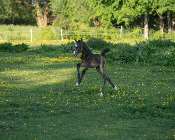 horse That‘s Fun MA (German Riding Pony, 2021, from Top Boy of Love)