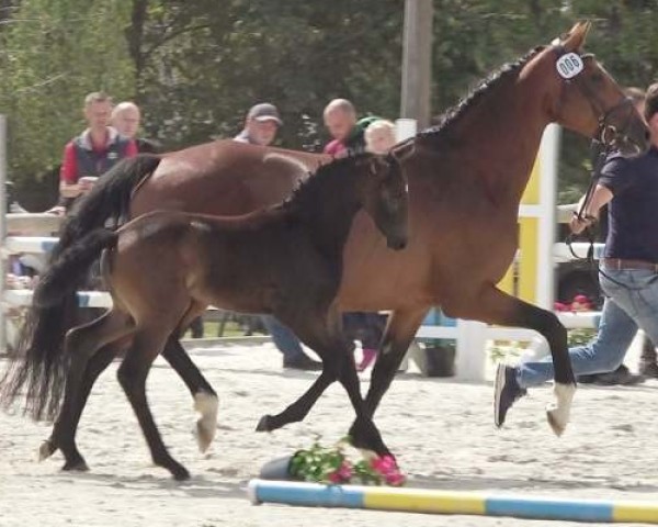 Pferd Stute von H-Ekwador / Quaterback (Oldenburger, 2023, von Ekwador)