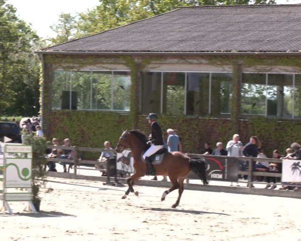 Reitturnier Nienberge 2025