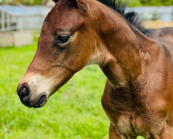 horse Venom (Oldenburg show jumper, 2021, from Viscount 22)