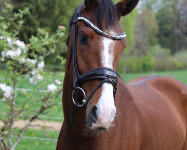 horse Florenzia (Oldenburg, 2022, from Zoom)