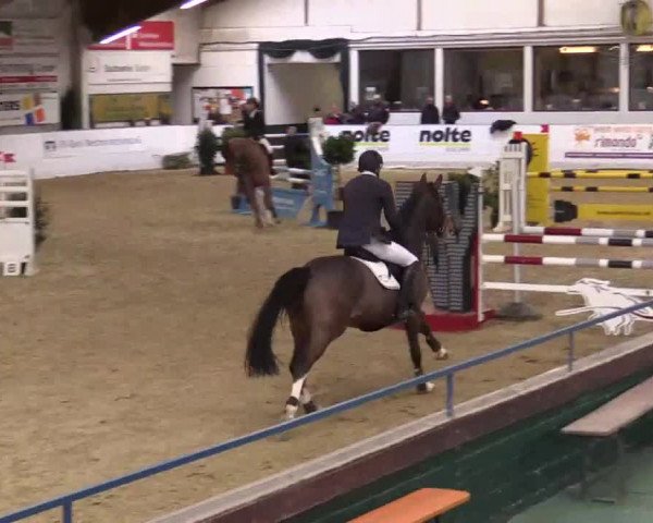 Hallenspringturnier in Borken 2014