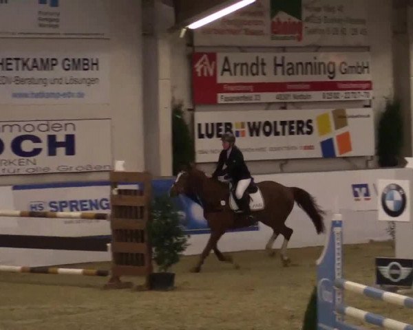 Hallenspringturnier in Borken 2014