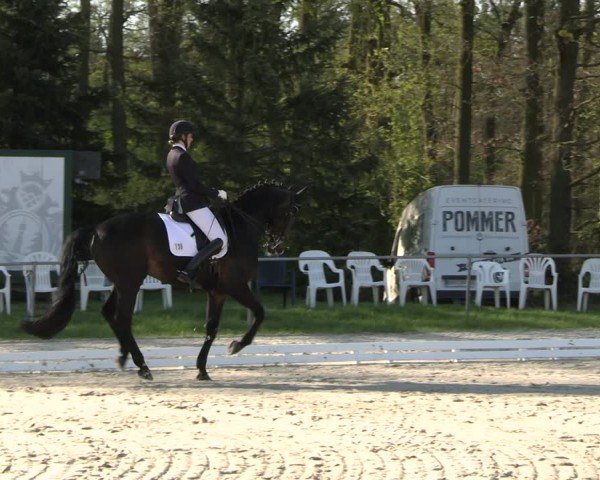 Reitturnier Pietzpuhl 2025