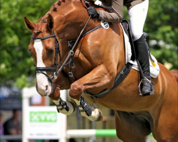 jumper Florino 41 (Westphalian, 2007, from Fürst Piccolo)