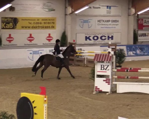Hallenspringturnier in Borken 2014