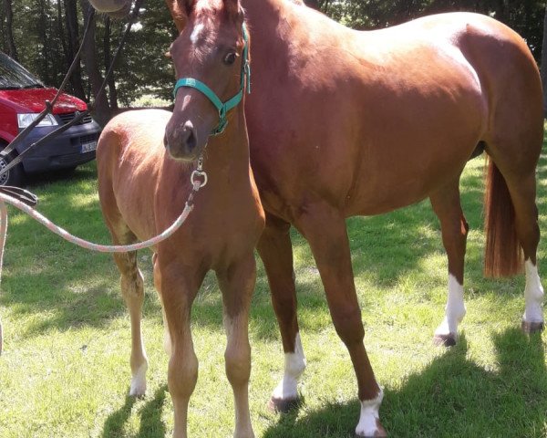 horse Hengst von For Romance I / Brentano II (Westphalian, 2021, from For Romance I)