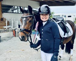 dressage horse Haandpaol's Amirah (Welsh, 2013, from Willow Tree's Amigo)