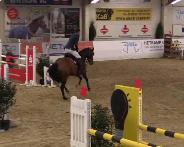Hallenspringturnier in Borken 2014