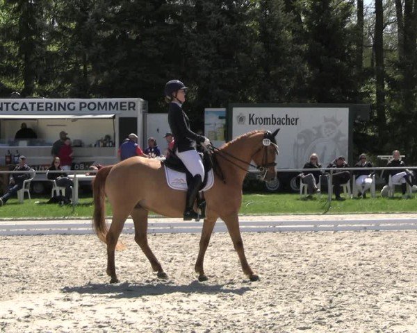 Reitturnier Pietzpuhl 2025