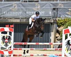 broodmare Chocolate Chip (Oldenburg show jumper, 2011, from Clinton I)
