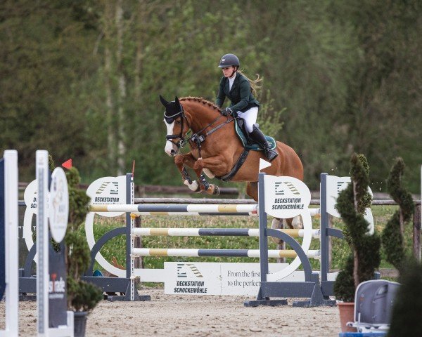 Springpferd Heaven Rock H (Westfale, 2018, von HICKSTEAD WHITE)