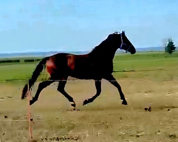 Cavallo Sylvestersonn (Oldenburger, 2019, di Tørveslettens Sylvester)