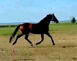 horse Sylvestersonn (Oldenburg, 2019, from Tørveslettens Sylvester)