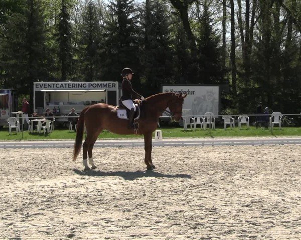 Reitturnier Pietzpuhl 2025
