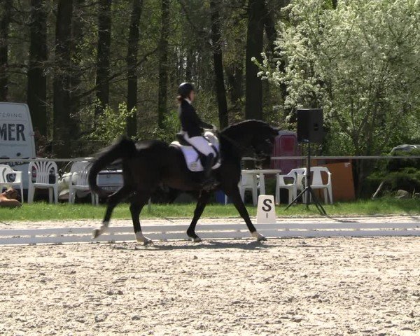 Reitturnier Pietzpuhl 2025