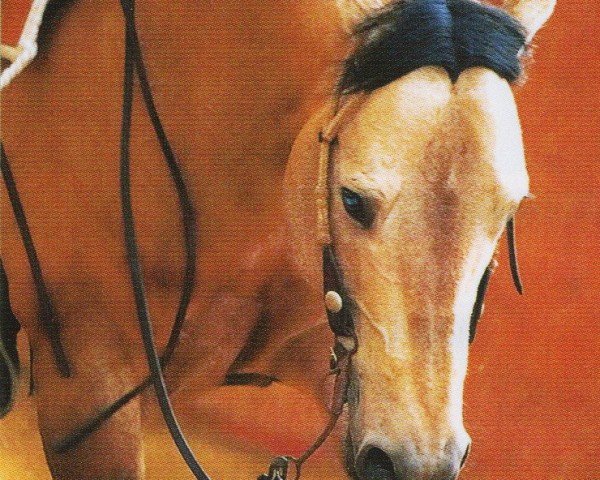 horse Boggies Pistol (Quarter Horse, 1996, from Boggies Flashy Jac)