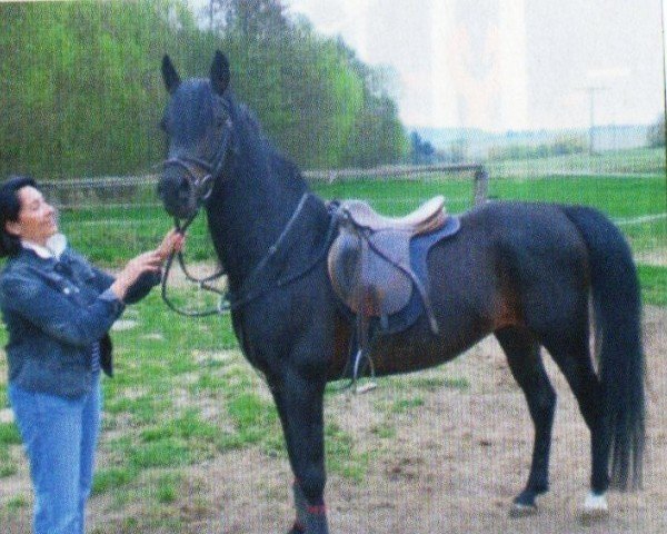 Pferd El Bark Ibn Wassem Mouraad ox (Vollblutaraber, 2005, von Waseem Mouraad ox)
