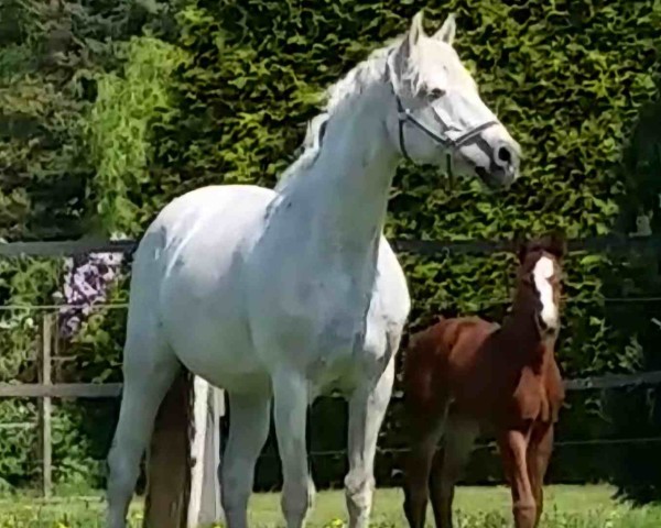 Zuchtstute Tamila (Brandenburger, 2002, von Levisto Z)