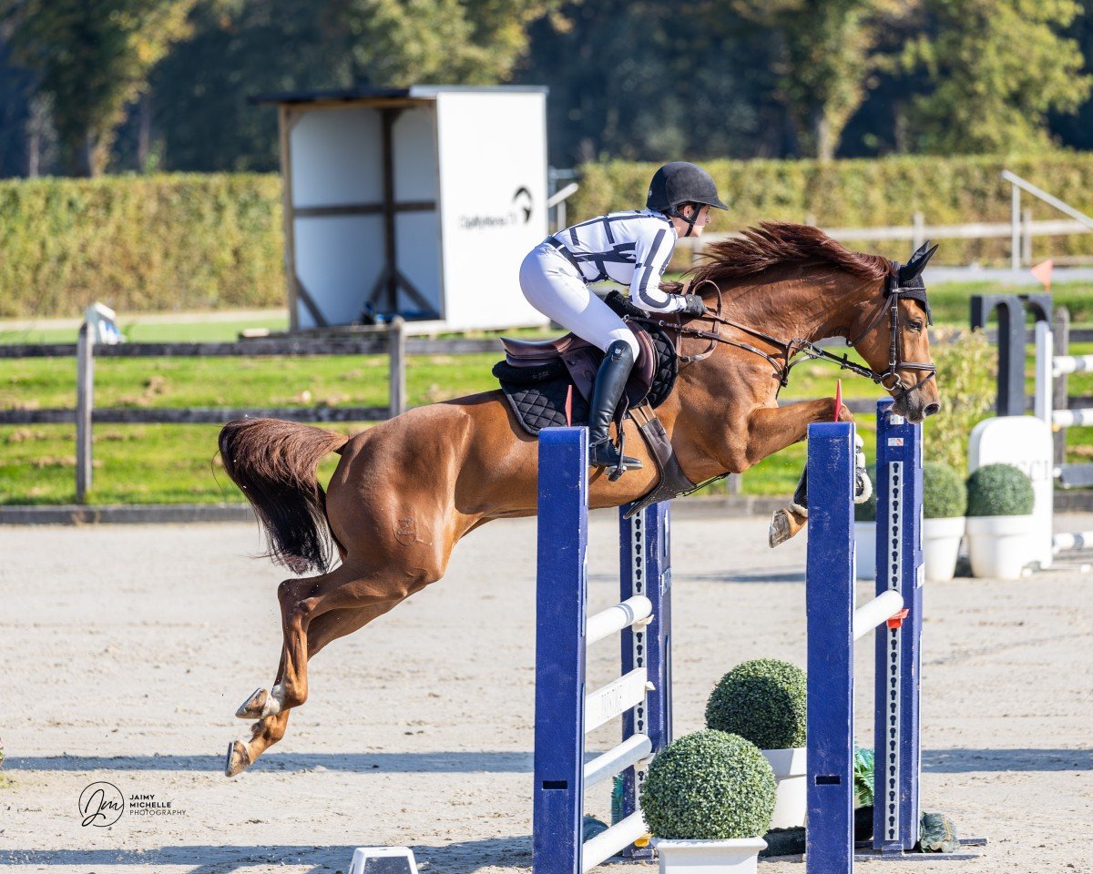 jumper Chuck Z 3 (Zangersheide riding horse, 2018, from Comilfo Plus Z)