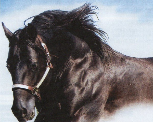 horse Black Jac 1997 (Quarter Horse, 1997, from Jacs Great Spirit)