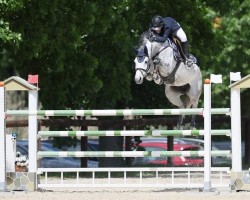 jumper Stakonja PS (Oldenburg show jumper, 2017, from Stakkatol)
