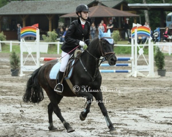 Springpferd Donald 528 (Deutsches Reitpony, 1997, von Dorado)