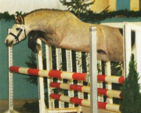 Pferd Frankenhoeh's Troja (Welsh Pony (Sek.B), 2005, von Tijd Vlijt's Amadeous)