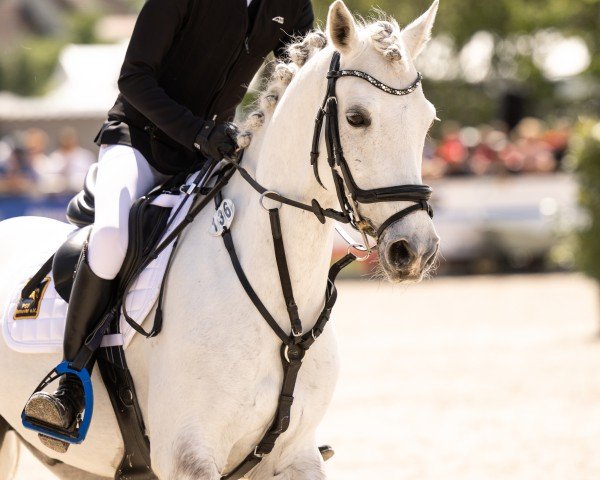 jumper Mon Petit Pitou (German Riding Pony, 2016, from Petit Magic Colour)