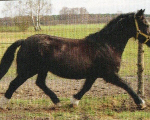 broodmare Three-B-Melody (Welsh-Cob (Sek. D), 1998, from Glantraeth Henry)