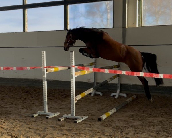 Springpferd Coriana A (Hannoveraner, 2019, von Colman)