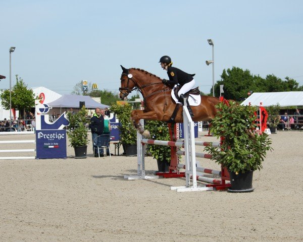 jumper Cayalino 2 (German Sport Horse, 2015, from FBW Cayton)