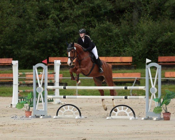 Springpferd Gandalf 131 (Westfale, 2013, von Gavi)