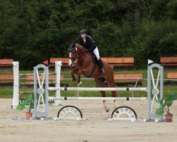 Springpferd Gandalf 131 (Westfale, 2013, von Gavi)