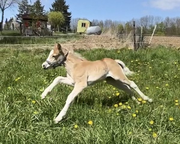 horse Angelo Night (Haflinger, 2021, from Angelo Boy)