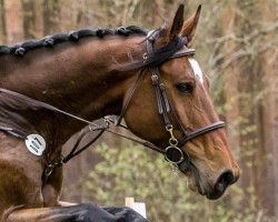 jumper Amicelli 166 (German Sport Horse, 2017, from Arko Junior Pms)