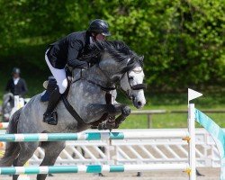 jumper Covago (Irish Sport Horse, 2016, from KMS Chicago)
