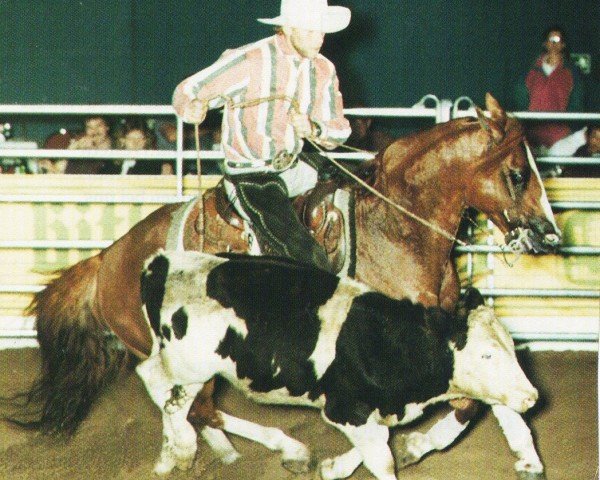 stallion Doc Smokey Note (Quarter Horse, 1982, from Mr Gun Smoke) stallion Doc Smokey Note (Quarter Horse, 1982, from Mr Gun Smoke)