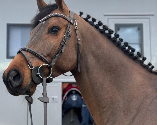 horse Der Schöne B (Westphalian, 2019, from Dembelé L)