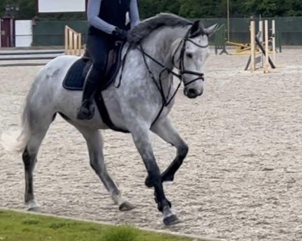 jumper Dally B (Westphalian, 2018, from Diamant de Semilly)