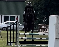 Springpferd Chaclyn (Oldenburger Springpferd, 2019, von Chacfly PS)