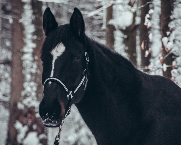 horse Waltraut-Edelgarten (Hanoverian, 2006, from Watermill Rolex xx)