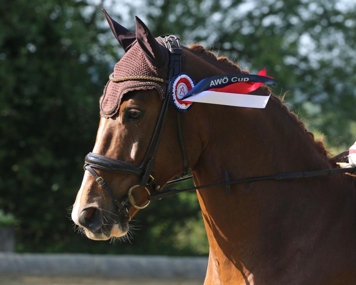 jumper Lord Lausbub W (Austrian Warmblood, 2020, from Lord Perry W)