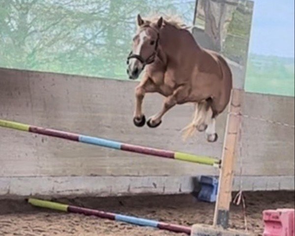 Springpferd Forest Gump Z (Zangersheide Reitpferd, 2013, von Falco van de Noordhoek)