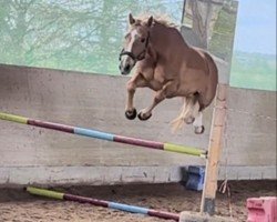 Springpferd Forest Gump Z (Zangersheide Reitpferd, 2013, von Falco van de Noordhoek)