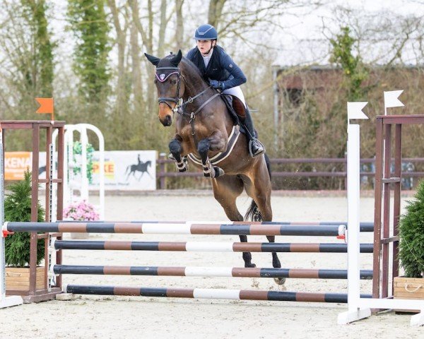Springpferd Claire de Balou (Holsteiner, 2021, von Conthalou)